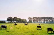 Carrefour enables milk product traceability through blockchain
