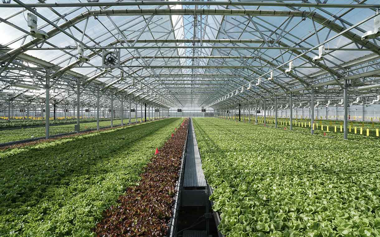 Urban farming: Gotham Greens sees ‘continued rise’ in demand
