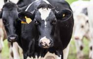 UK dairy market slows down, Kantar Worldpanel reports
