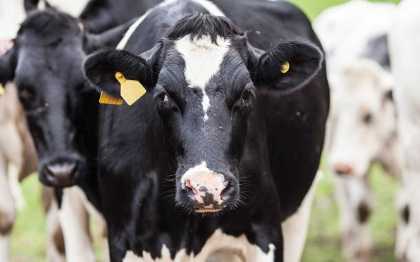 UK dairy market slows down, Kantar Worldpanel reports