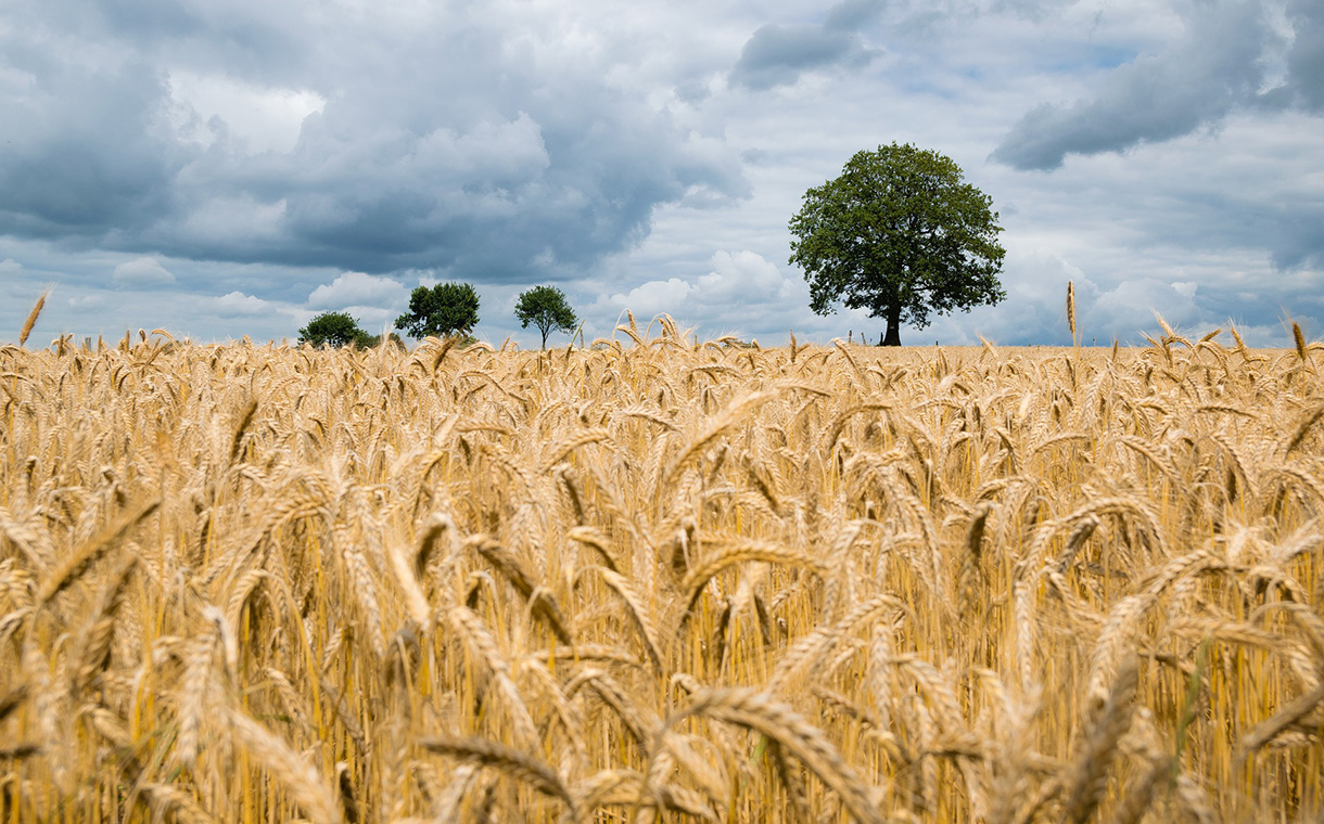 Researchers discover drought-resistant gene in barley