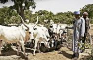 Arla commits to developing sustainable Nigerian dairy sector