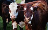 Trump floats end to US cattle imports as ranchers suffer in Covid-19 disruption