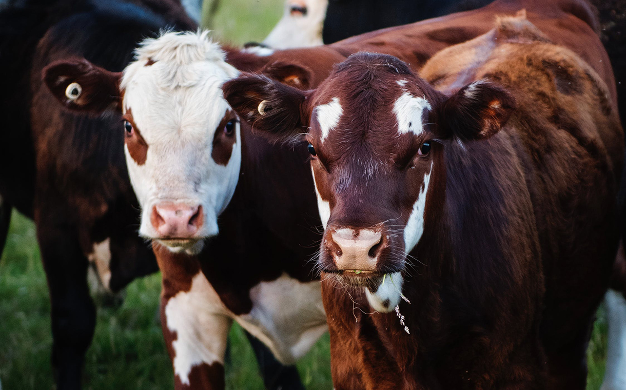 Cargill invests in professional development opportunities for cattle producers