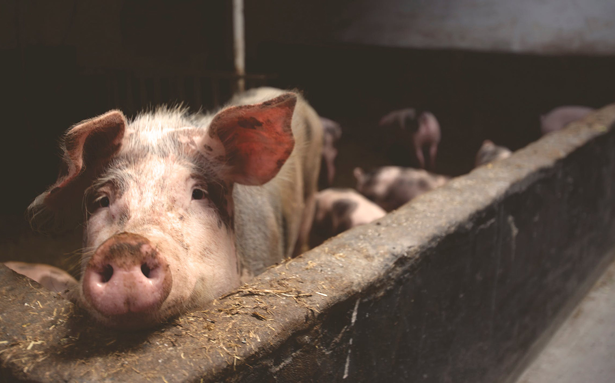 Tyson bans ractopamine use in pork to meet global demand