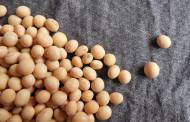 Benson Hill unveils 'ultra-high protein' soybean varieties