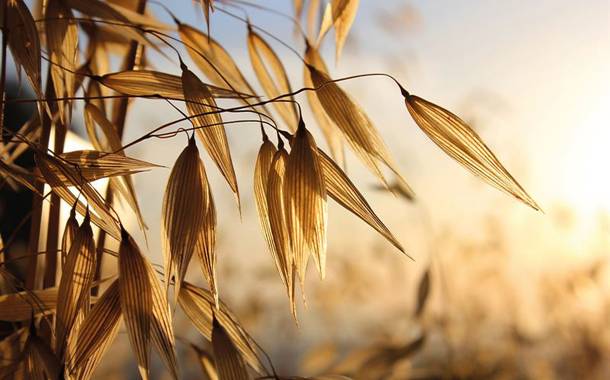 Fazer invests 30m euros to double its oat milling capacity