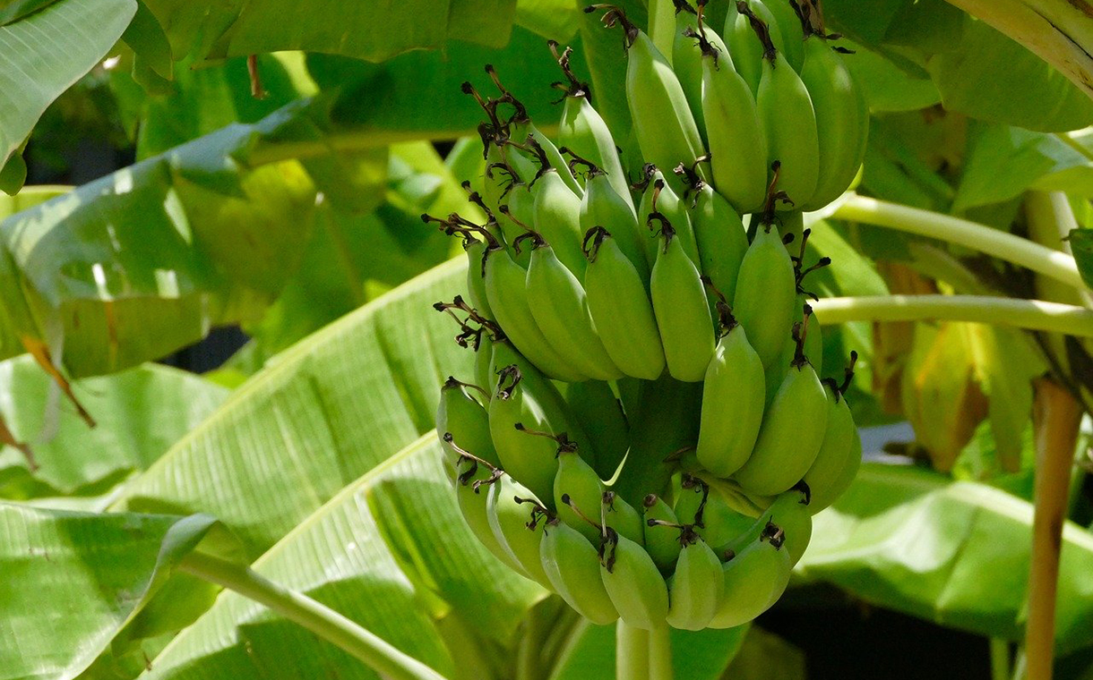 Researchers use banana plants to create eco-friendly packaging