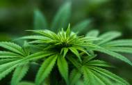 Mintel reveals edibles are leading Canada’s legal cannabis market