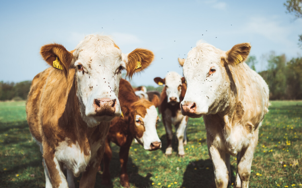 Five key technology innovations in the dairy industry for 2020