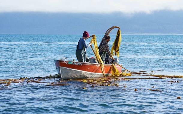 Sealaska acquires stake in bull kelp food producer Barnacle