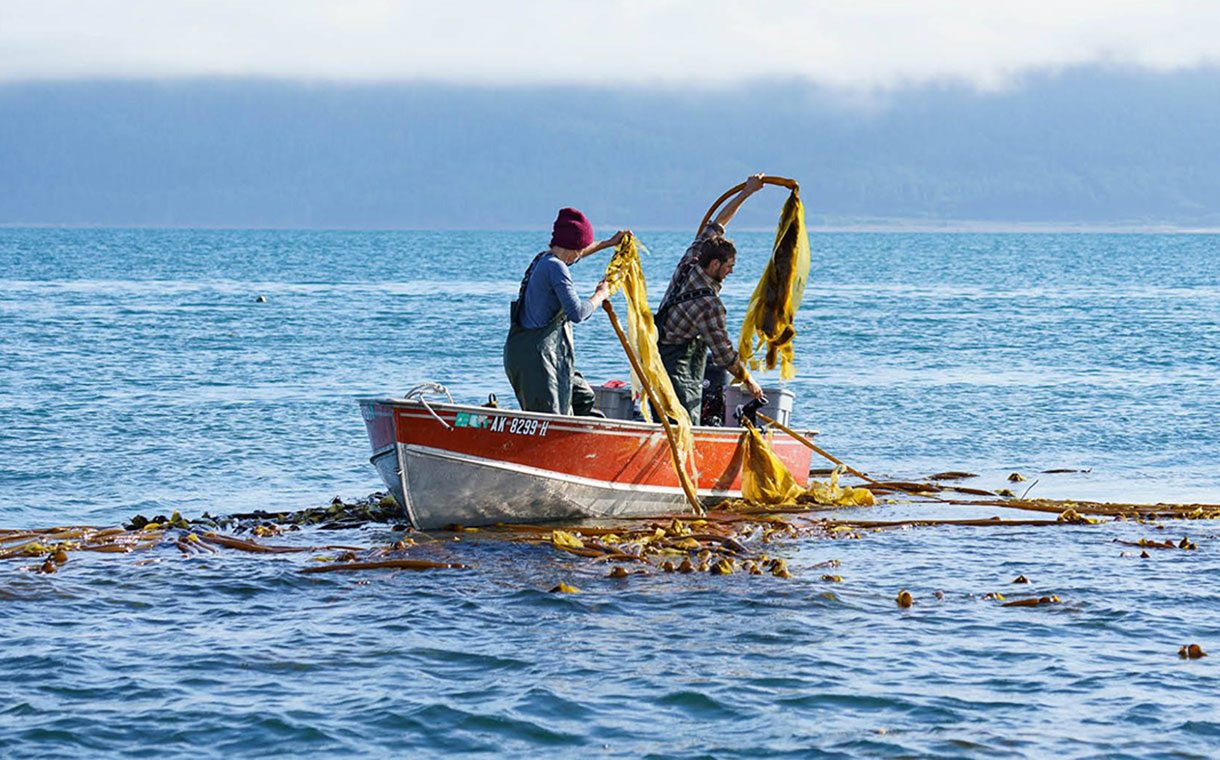 Sealaska acquires stake in bull kelp food producer Barnacle