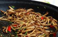 EFSA deems yellow mealworms safe for human consumption