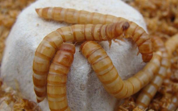 Insect protein firm MealFood Europe receives 50m euros in funding