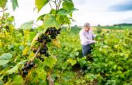 Ribena-owner funds the hunt for climate-resilient blackcurrants