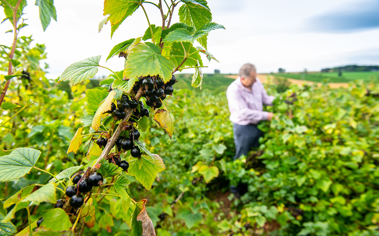 Ribena-owner funds the hunt for climate-resilient blackcurrants