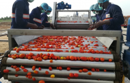 GBfoods opens $51m tomato processing facility in Nigeria