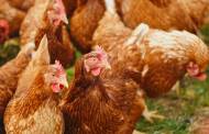 Canada announces $550m programme for poultry farmers