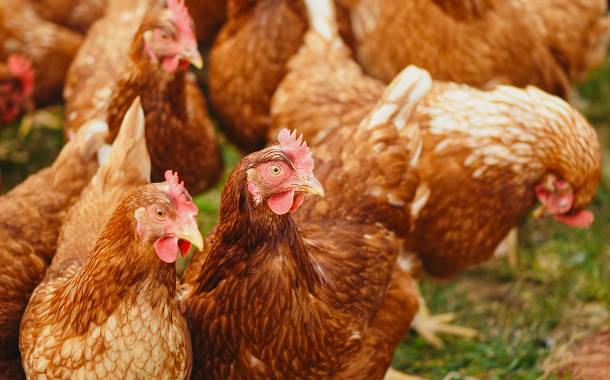 Canada announces $550m programme for poultry farmers