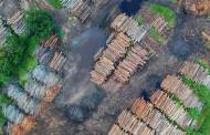 UK government sets out new law to curb deforestation in supply chains