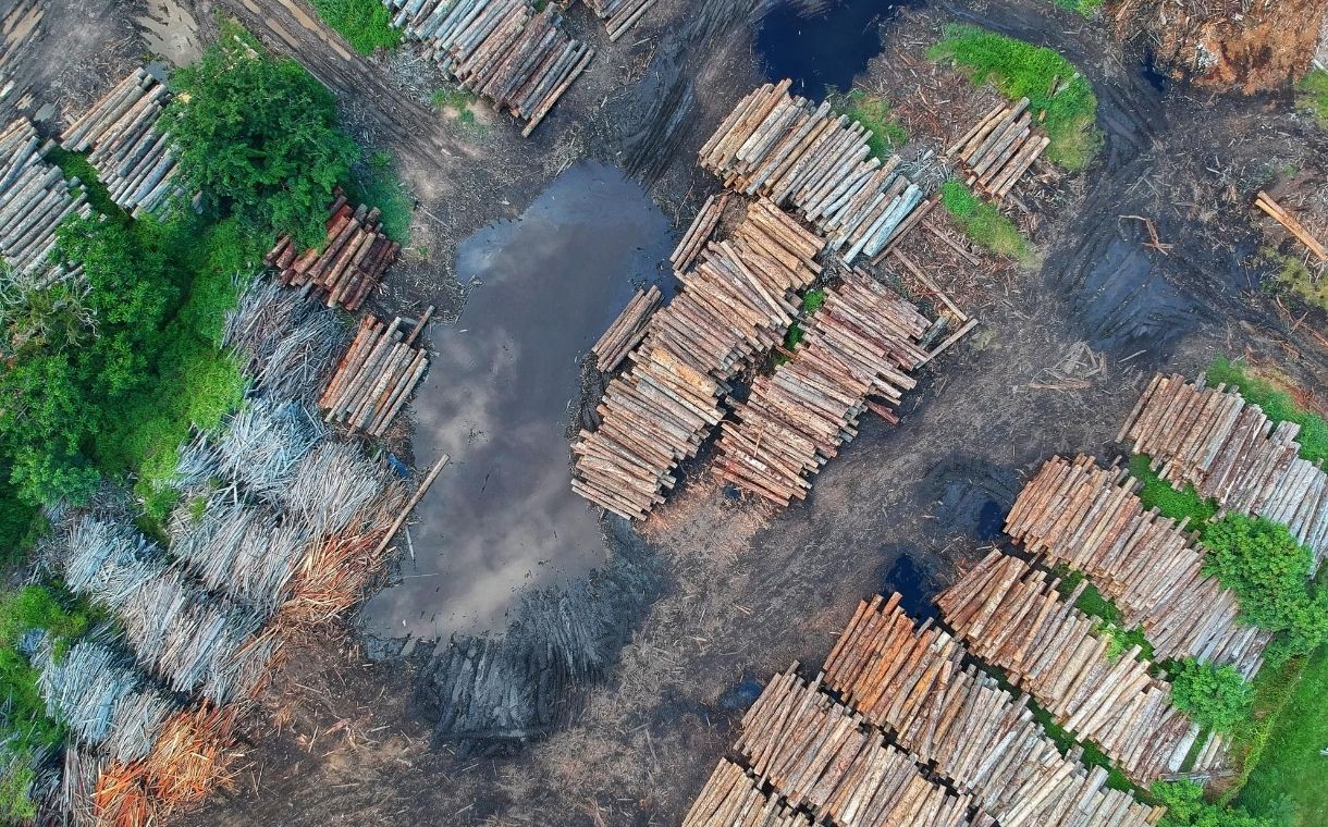 UK government sets out new law to curb deforestation in supply chains