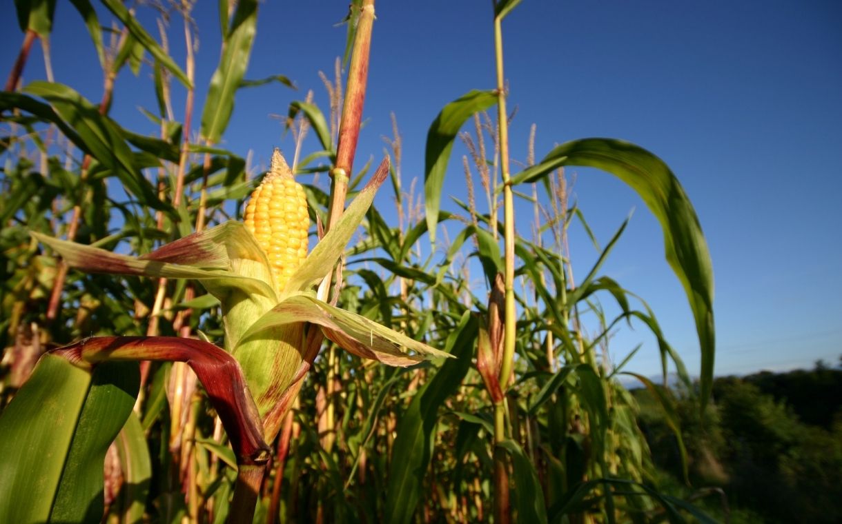 Cargill to advance regenerative agriculture practices across 10m acres of farmland
