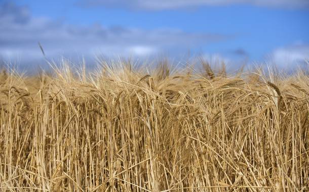 AB InBev trials blockchain to track and trace barley supply chain