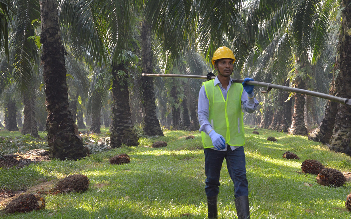 Mars achieves deforestation-free palm oil supply chain