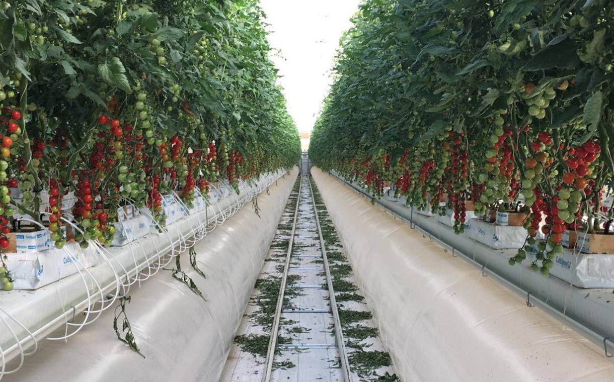 UAE-based Pure Harvest raises $50m for agtech expansion plans