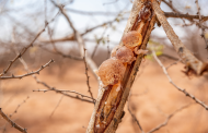 Acacia gum and its benefits on gut health