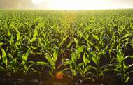 Canada invests $148m in sustainable agriculture practices
