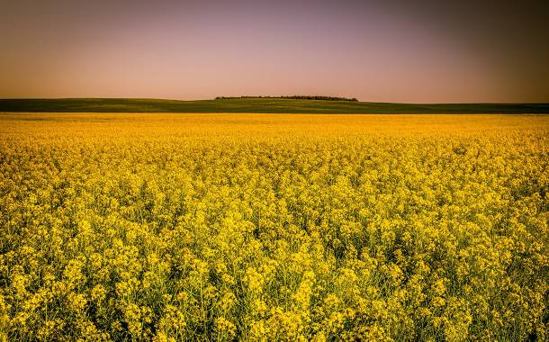 Cargill to build new $350m canola processing plant in Canada