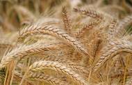 Summit Ag to invest $200m in North America's 'largest' wheat plant