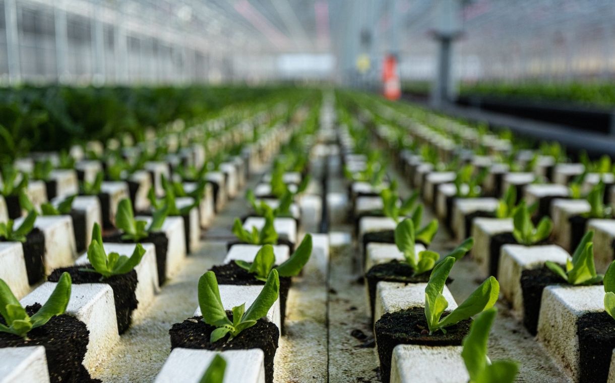 Revol Greens to construct 40-acre greenhouse in Texas