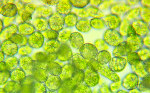 Solabia-Algatech Nutrition launches algae-sourced beta-glucan