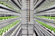 Over 20 vertical farming companies commit to sustainable food system
