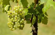 Scientists unveil “world’s first” alcoholic grapes
