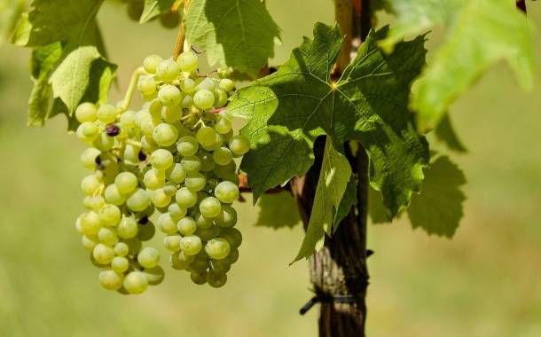 Scientists unveil “world’s first” alcoholic grapes