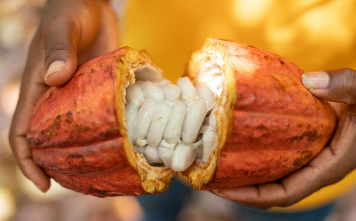 Koa secures $10m to build Africa's "largest" cocoa fruit factory