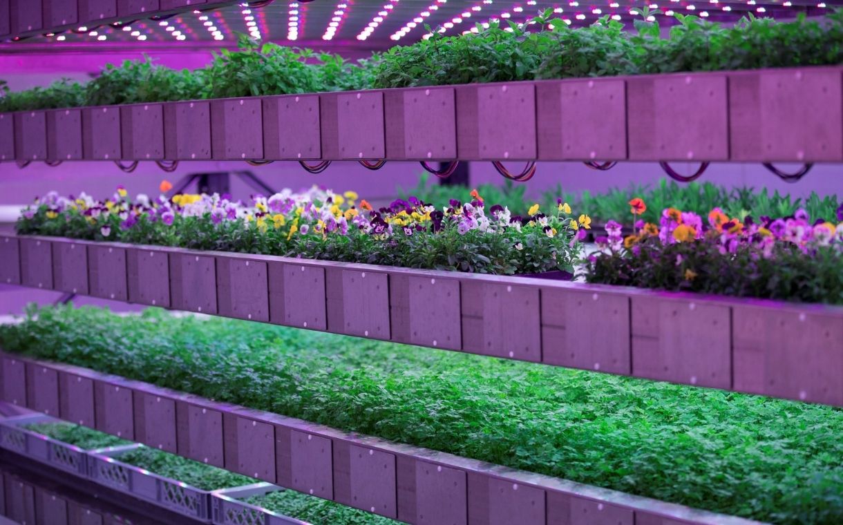 OneFarm set to launch "UK's largest" vertical farm in Suffolk