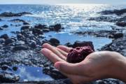 Seaweed start-up Symbrosia raises $7m in funding round led by Danone