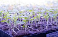 Innovation Agri-Tech launches new vertical farming technology