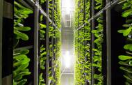 GoodLeaf Farms to open climate-controlled indoor farm in Québec