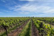 Warakirri Farmland Fund acquires two vineyards from Australian Vintage