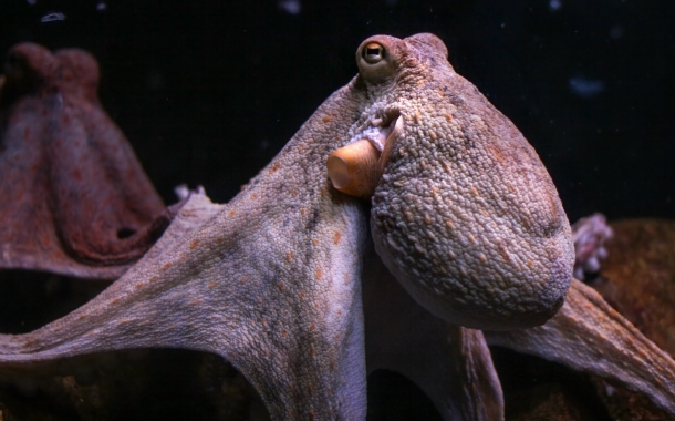 Octopus farming: Why tensions are rising