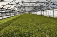 Splenda opens $50m stevia farm in central Florida