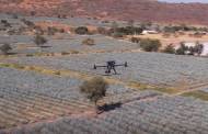 Diageo introduces drones to Mexico agave farming