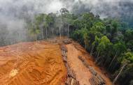 EU backs deforestation-free commodities law