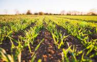 Bunge launches regenerative agriculture programme in Brazil