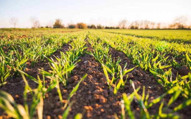 Bunge launches regenerative agriculture programme in Brazil